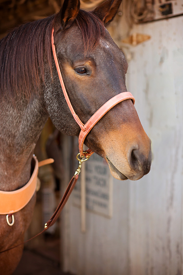 Flat Harness Leather Oiled Noseband