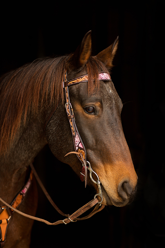 Python Antiqued Browband Headstall